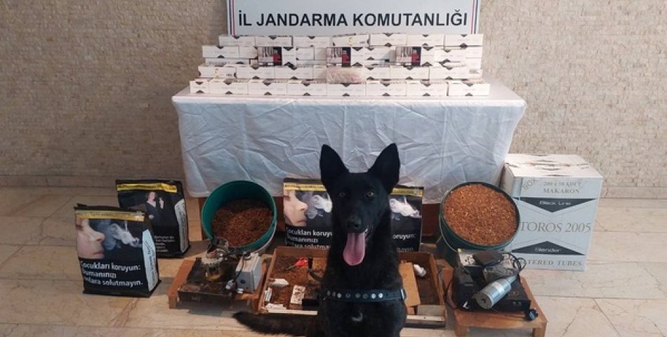 Polis köpeği ‘Çilek’ten kaçakçılara darbe