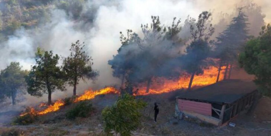 Harşena Kalesi yakınında çıkan orman yangını korkuttu