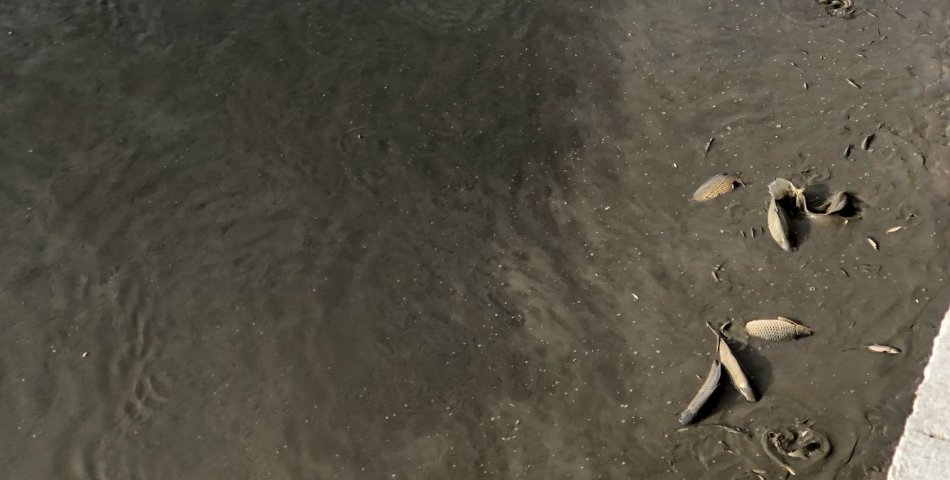 Yeşilırmak’taki balık ölümleri korkuttu