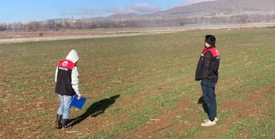 Hububat tarlalarında fenolojik kontrol
