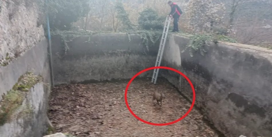 Havuza düşen karacayı itfaiye kurtardı