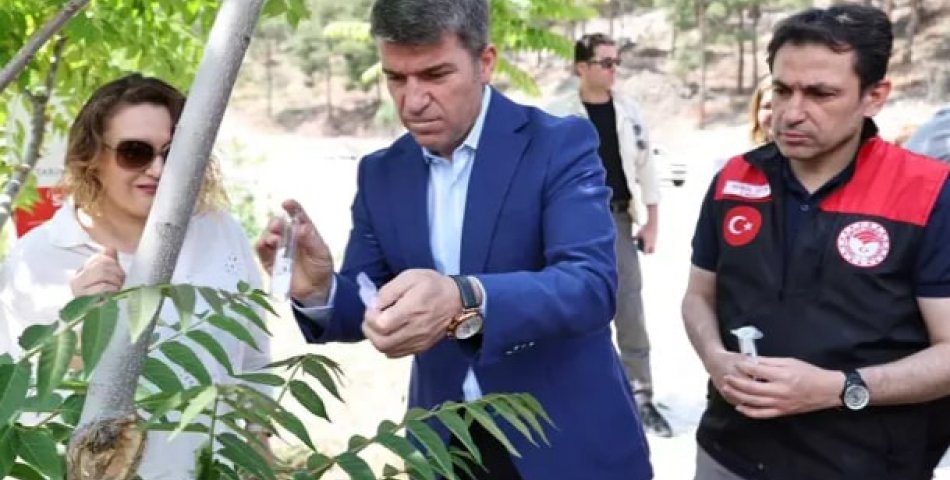'Kahverengi kokarca'ya karşı 3 bin adet samuray arısı doğaya salındı