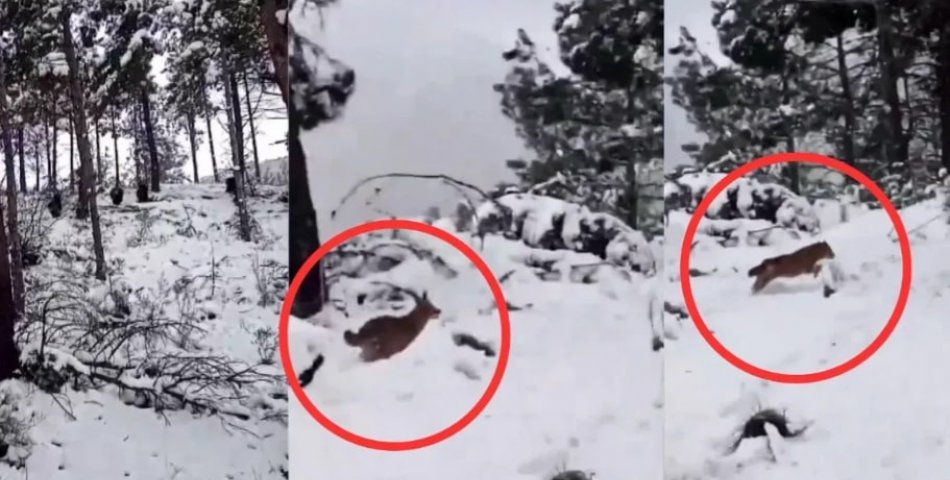 Dağda gezen grubun önüne ‘Kurt’ çıktı