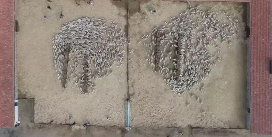 Kuzular anneleri ile buluşturuldu