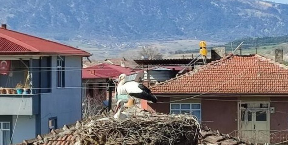 Baharın müjdesi leylekler Amasya'da