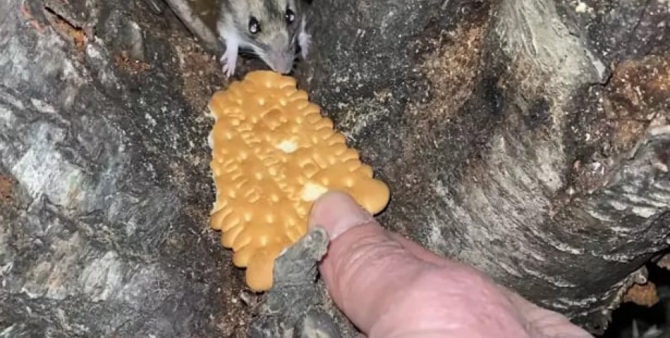 Fareyi bisküvi ile besledi