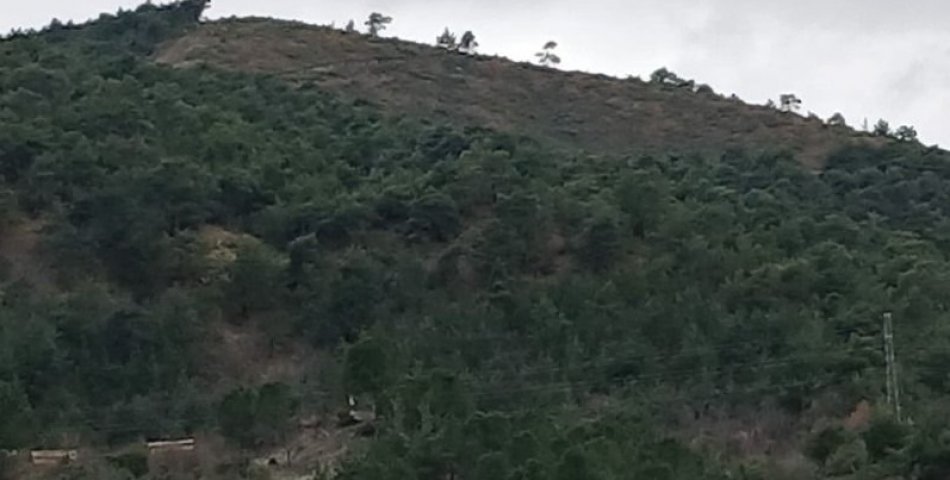 Taşova ormanlarında gençleştirme çalışması 