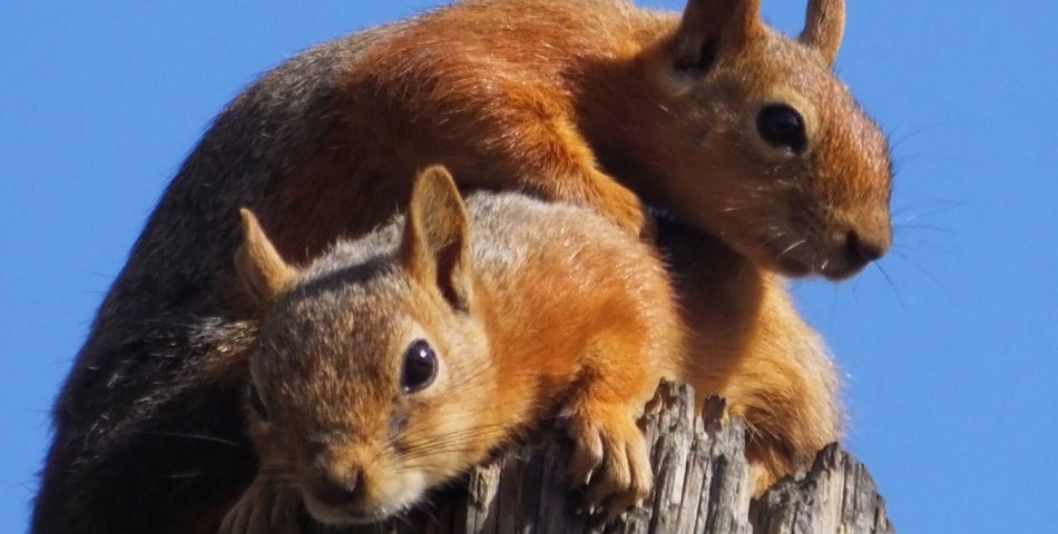 Sevimli sincaplar objektife yakalandı