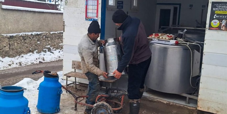 Süt üreticileri birbirleriyle yarışıyor