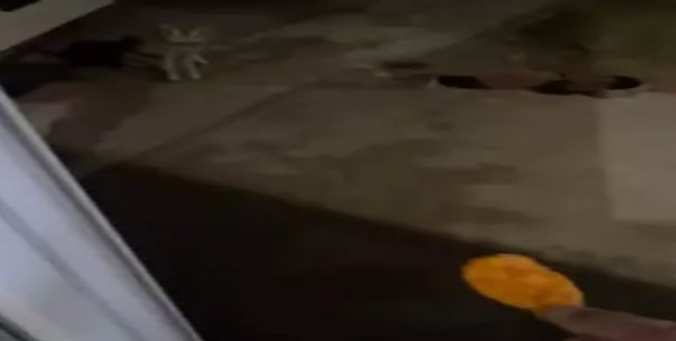 Tilkiyi cipsle besliyor