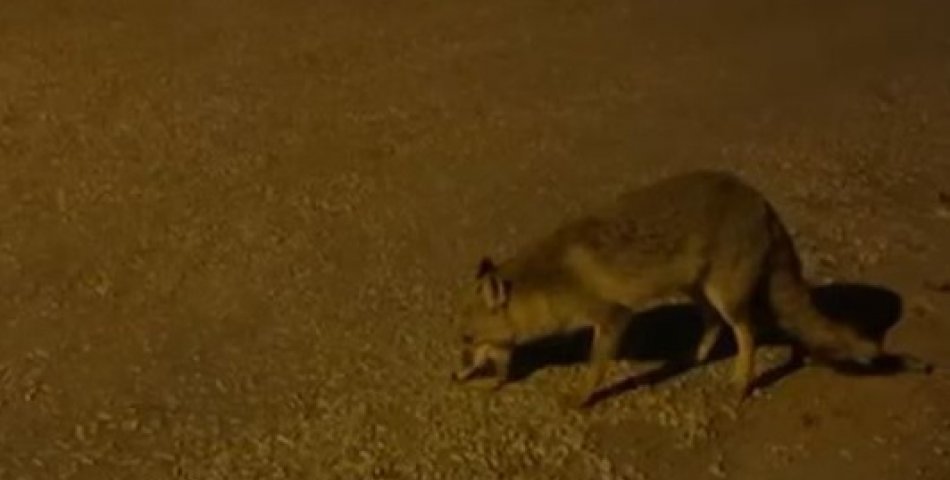 Tilkiyi elleriyle besliyor