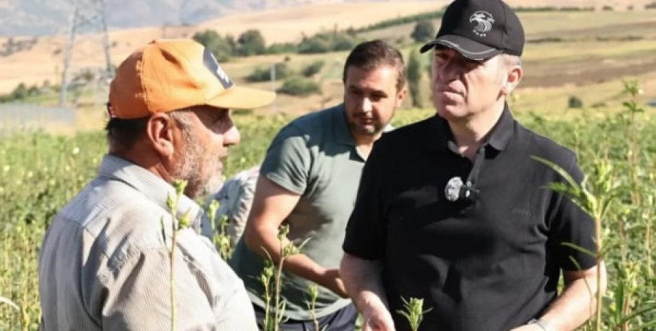 Vali Bakan, çiçek bamyası hasadına katıldı