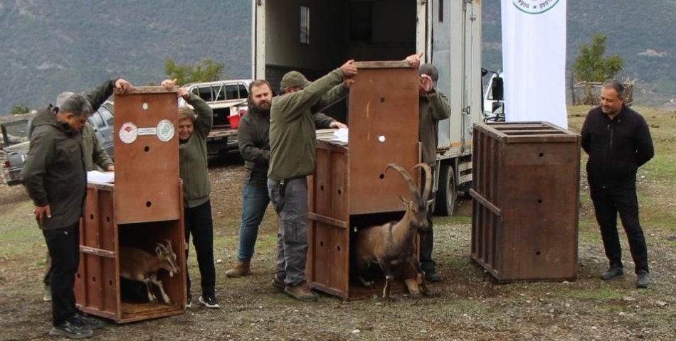 Yaban keçileri Amasya’da doğaya salındı