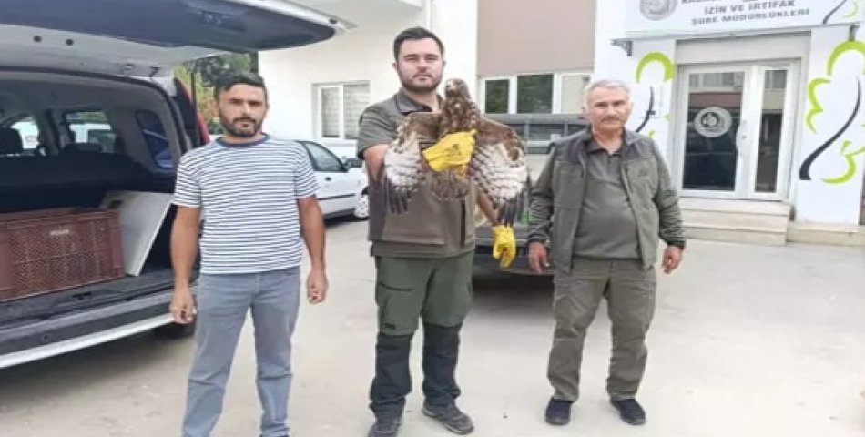 Yaralı Şahin’i Doğa Korumaya teslim etti