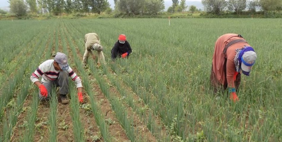 Tarım işçilerinin yevmiyeleri belli oldu