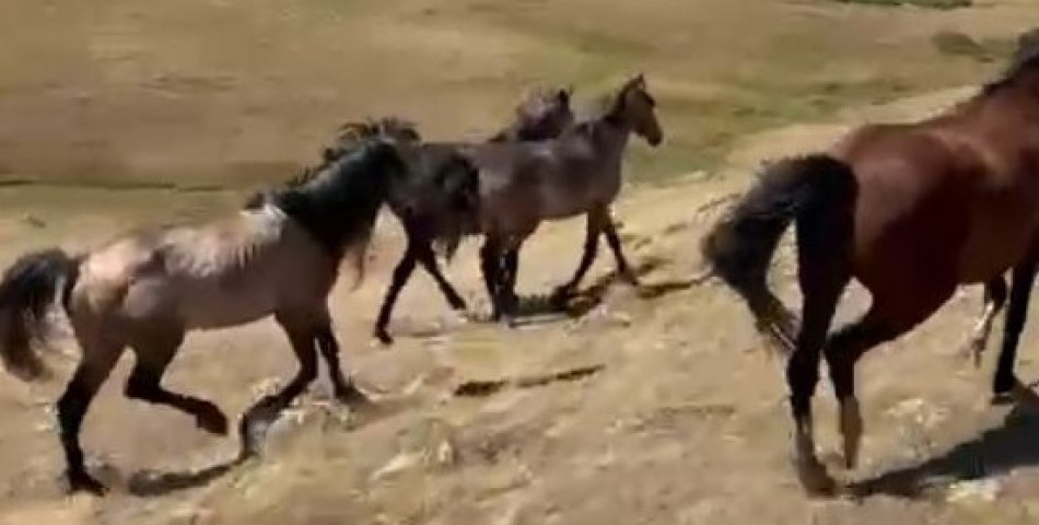 Doğada gezen vatandaşlar Yılkı atları ile karşılaştı