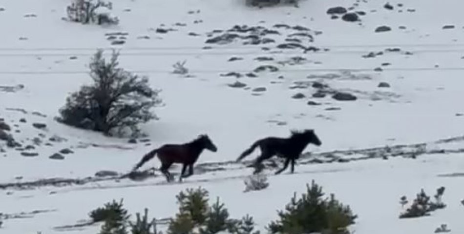 Yılkı atları kar üzerinde görüntülendi