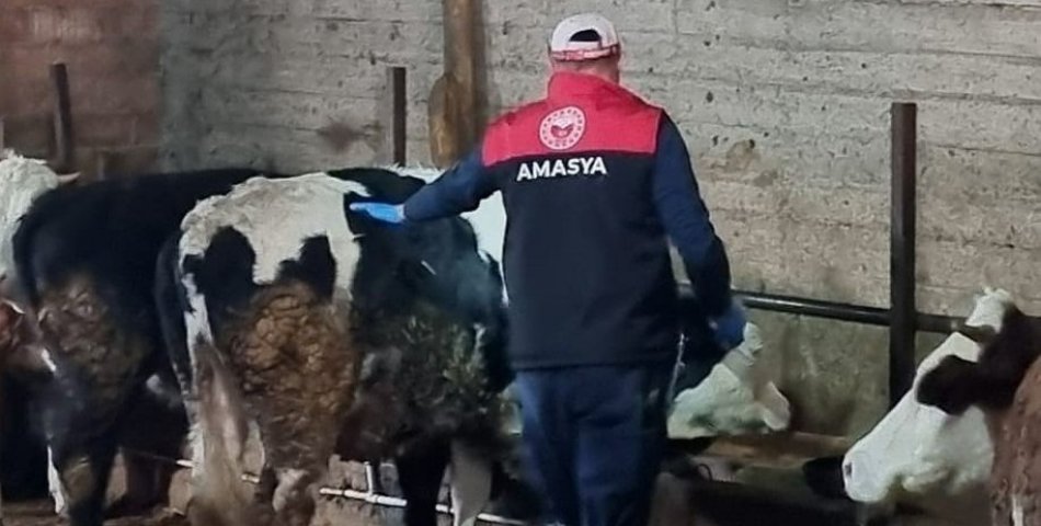 Şap hastalığı için önlemler sürüyor