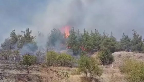 Amasya'da orman yangını korkuttu