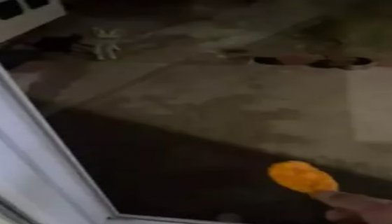 Tilkiyi cipsle besliyor